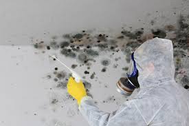 Best Mold Documentation for Insurance Claims  in Cary, IL